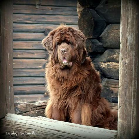 So cute | Newfoundlanders, Honden, Dier fotografie