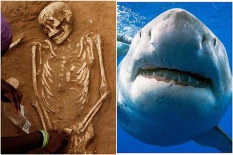 Oldest Shark Attack Victim Ever Discovered In Japan