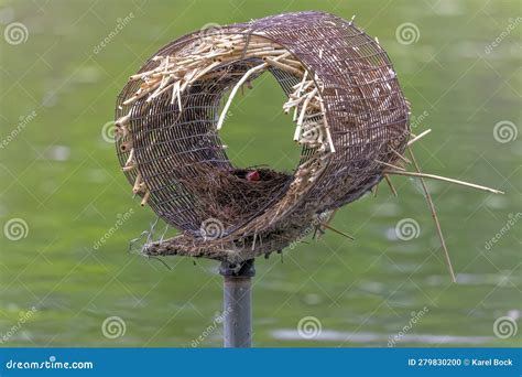 Common grackle nesting stock photo. Image of bird, offspring - 279830200