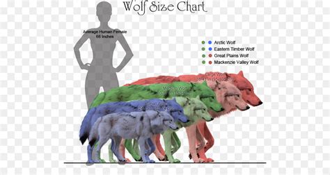 Wolf Size Chart by Bonnerscar on DeviantArt