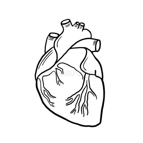 Anatomical Heart. Vector Linear Illustration Of A Heart. Anatomical ...