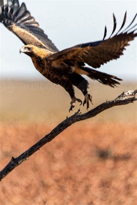 Image of Wedge-tailed eagle taking flight - Austockphoto