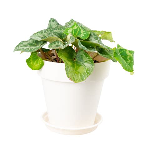 White Flower Pot, Indoor Bonsai, Potted Flowers, Green Plants PNG Transparent Image and Clipart ...