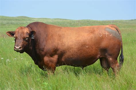 Red Angus Herd Sires - Red Hill Farms