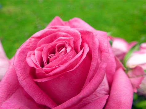 Free Stock Photo 9834 pink rose | freeimageslive
