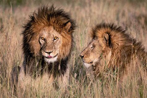 Real Life Lion 'King of the Serengeti' Dies in Africa