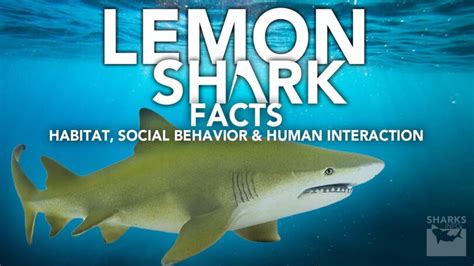 Lemon Shark Facts - Habitat, Social Behavior & Human Interaction - sharksinfo.com