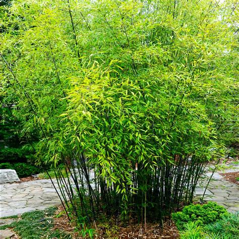 Black Bamboo Trees for Sale– FastGrowingTrees.com