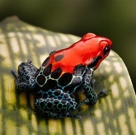 Red Poison Dart Frog Peru Rain Forest Stock Photo - Image of animal, amphibian: 30798196