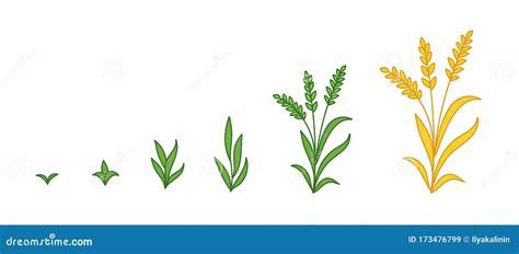 Grain Rye Plant Growth Stages. Wheat Cereal Development. Harvest Animation Progression ...