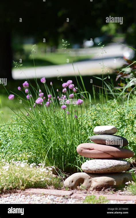 Chives (herb) growing in a garden. Chive blooms. Beautiful garden. Herb garden Stock Photo - Alamy