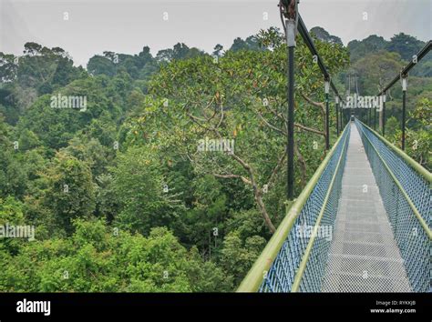 Bukit timah nature reserve singapore hi-res stock photography and images - Alamy