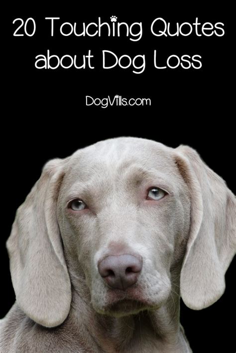 20 Inspirational & Touching Dog Loss Quotes - DogVills