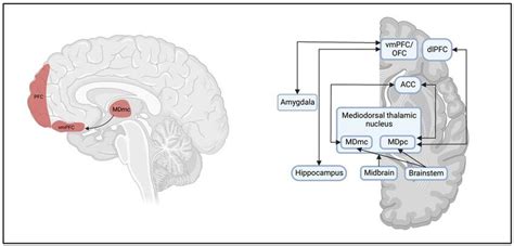 Medial prefrontal cortex (mPFC) in executive functions control. The ...