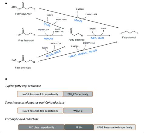 | Enzymes catalyzing fatty alcohol formation. (A) Reaction schemes for ...