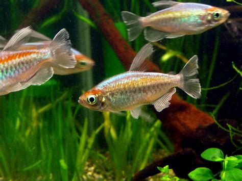 Congo Tetra Breeding: Tips for Successful Spawning