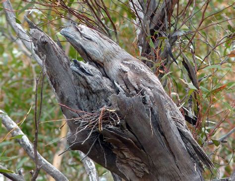 Asombroso!!! Estos son 10 animales que se camuflan. Realmente impresionante