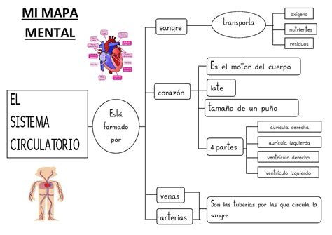 Mapa Mental Del Aparato Circulatorio Most Popular Boni | The Best Porn ...