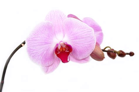 Orchid - Flower Free Stock Photo - Public Domain Pictures