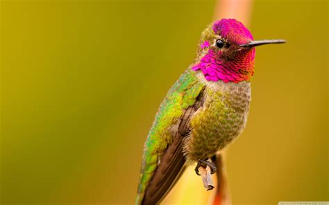 Anna's Hummingbird Male Bird Ultra HD Wallpaper for 4K UHD TV & Desktop : Widescreen & UltraWide ...