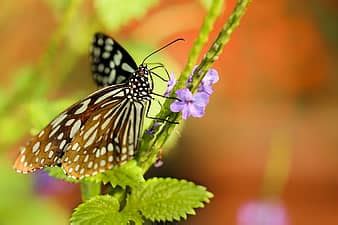 Multiple Butterflies, butterfly, animal, insect, invertebrate, nature, plant, moth, flower, wing ...