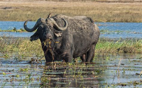 Botswana - Wildlife Photography Africa