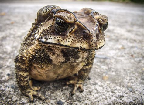 Can My Dog Eat Toads? | The Dog People by Rover.com