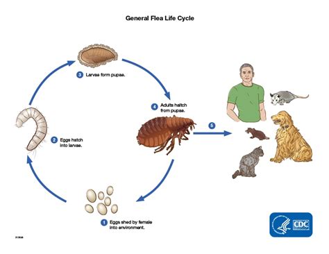 How Fleas Spread Disease | Fleas | CDC