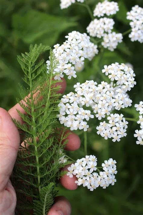 50+ Ways to Use Yarrow in 2022 | Medicinal herbs garden, Yarrow plant, Yarrow uses