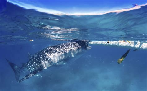Mexico, whale shark migration, May-Sept Bucket List Experience, Travel Experience, Colorful Fish ...