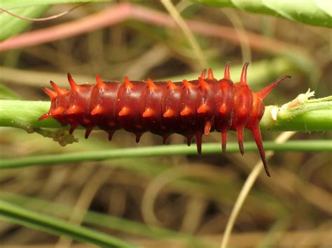 Top 14 Poisonous Caterpillars in the World - Animal Hype