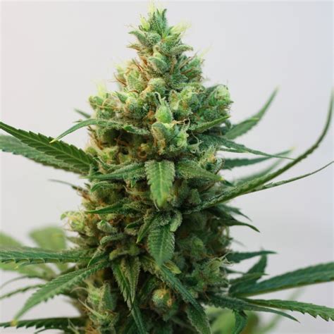 Toxic Feminized Cannabis Seeds | Ripper Seeds