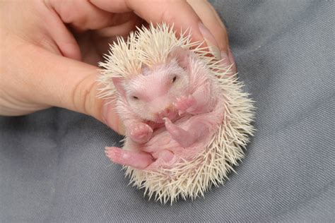 Babies, Prices, and Upcoming Litters! — Hamor Hollow Hedgehogs