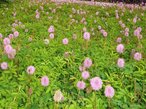 Pretty in Pink Groundcover Mimosa - UF/IFAS Extension Pinellas County