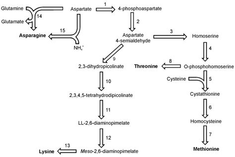 Pathways of lysine, methionine and threonine synthesis. Reactions... | Download Scientific Diagram