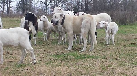 Turkish Boz Shepherd — Natural Born Guardians