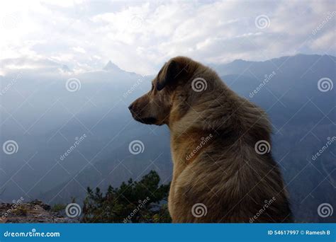 Dog at Kalpa stock image. Image of kinnaur, peaceful - 54617997