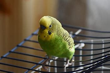 Royalty-free parrot photos free download | Pxfuel