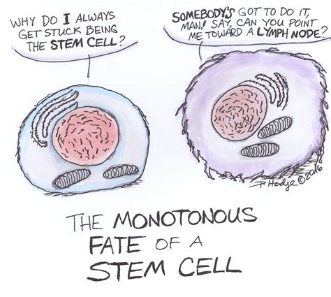 Cartoon: The monotonous fate of a stem cell | MDC Berlin