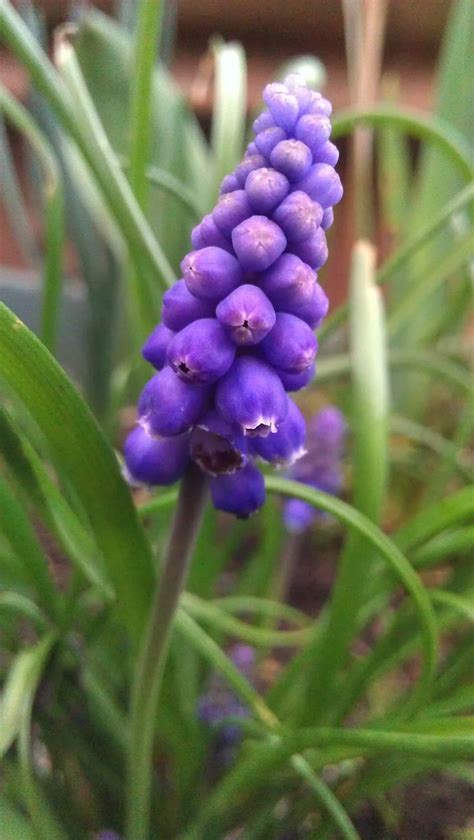 Purple Grape Hyacinth | My gardon and plants | Pinterest