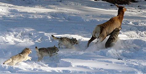 Animal Guide: Gray Wolf | Nature | PBS