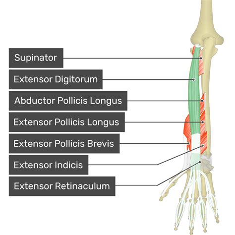 Extensor Pollicis Longus Origin And Insertion