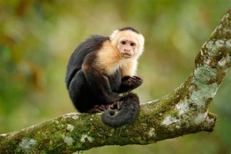 20 Rainforest Monkeys to See in the Wild - Christine Abroad