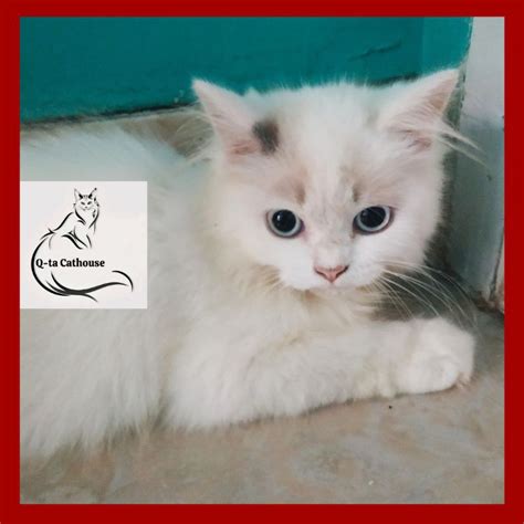 Jual Kucing Ragdoll Kitten (Jantan) | Shopee Indonesia