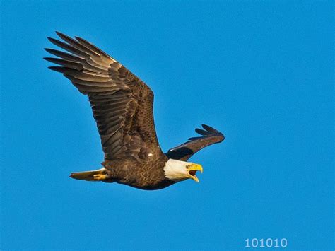 Soaring High: Unveiling the Secrets of the Bald Eagle | Annapolis, MD Patch