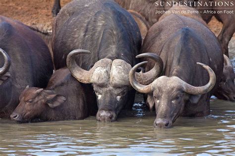 In the middle of a buffalo herd at Africa on Foot