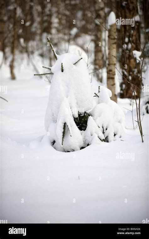 Russian forest in winter Stock Photo - Alamy