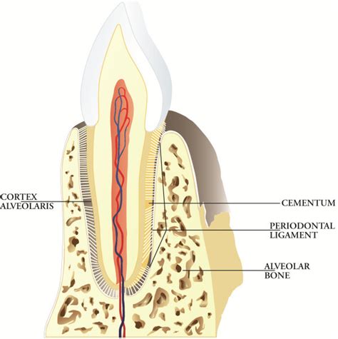 Deep periodontium. The main function of the deep periodontium is to... | Download Scientific Diagram