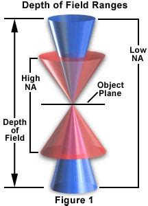 Microscope 101: Depth of Field vs Depth of Focus » Microscope Club