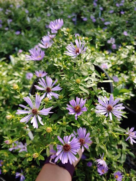 Symphyotrichum oblongifolium 'October Skies' Aster 'October Skies' from ...